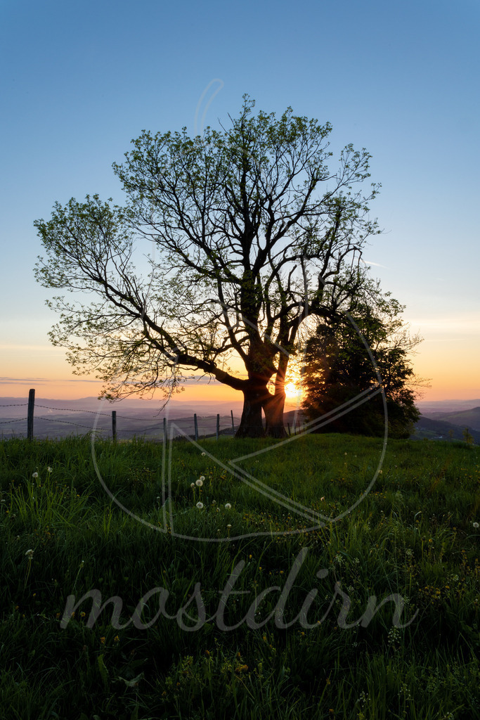 Früh Morgens am Hochkogelberg Randegg | Bei Veröffentlichung des Bildes ist eine Namensnennung wie folgt erforderlich: 
Foto: Mostdirn Irmgard Wieser - Realisiert mit Pictrs.com
