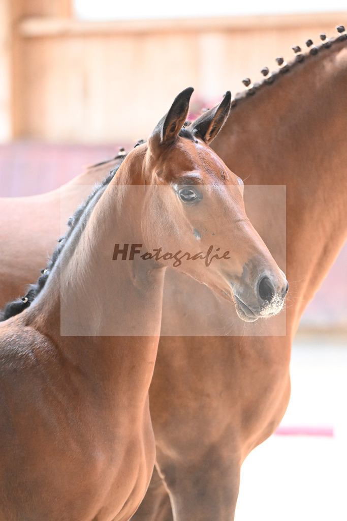 Kat-Nr. 9 HF Cascadello I x Conte Cassini_Kraemer_32240454 | hf-fotografie - Realisiert mit Pictrs.com