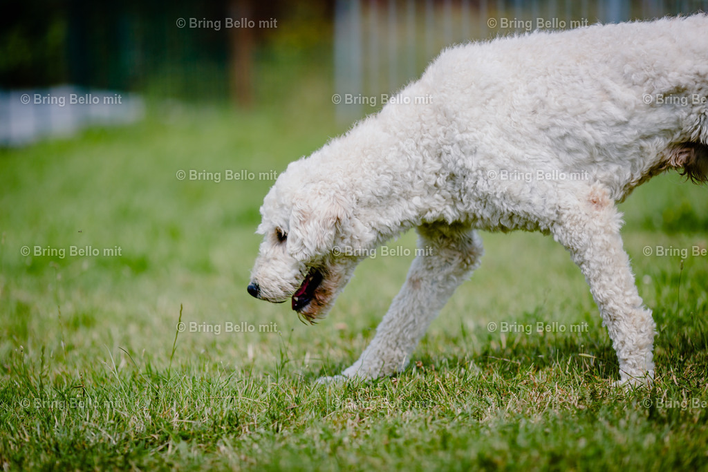 IMG_7800 | Bing Bello mit!  - Realisiert mit Pictrs.com