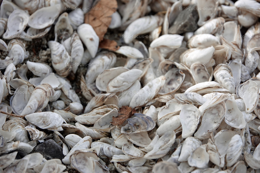 Smiling Lake_40 | White freshwater mussels on the shore