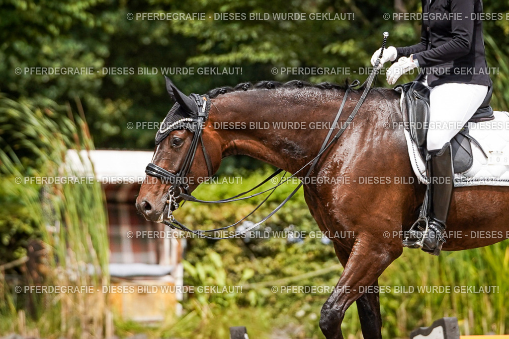 DSC03851 | Pferdegrafie