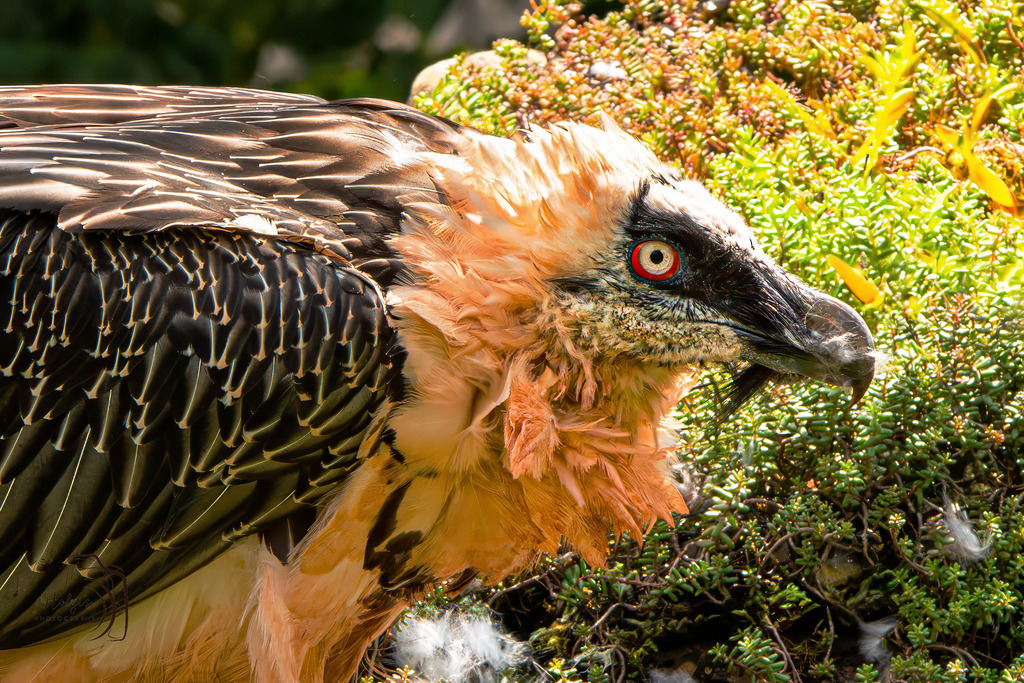 Tierpark Arth-Goldau-9814-Verbessert-RR-Bearbeitet-Bearbeitet | Holzisphotography, Landschaftsfotografie, Wildlifefotogorafie - Realisiert mit Pictrs.com