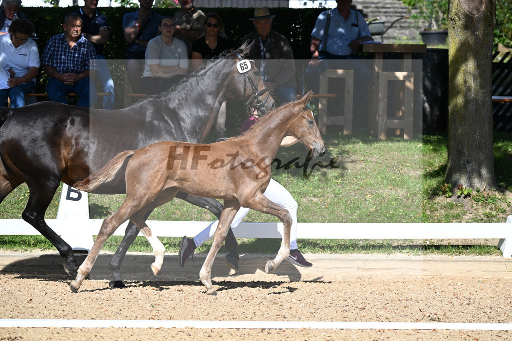 Kat-Nr. 65 HF DSP Va Bene x Don Primero_Straubinger_27230038 | hf-fotografie - Realisiert mit Pictrs.com