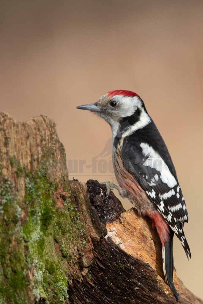 20220130122502-2 | Mittelspecht an Baumstamm - Realisiert mit Pictrs.com