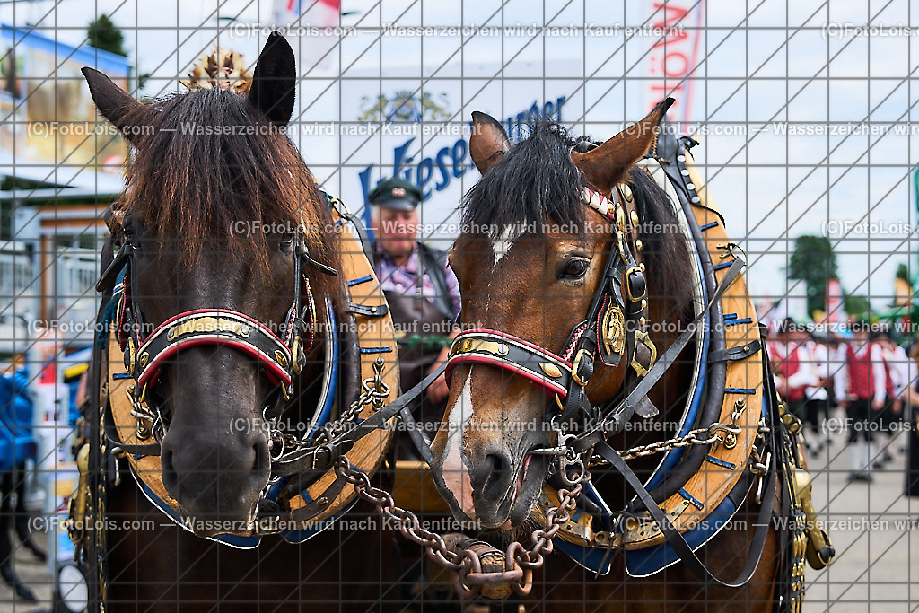 ALP9264_MESSE_LAND-FORST-JAGD_Wieselburger Bierwagen | (C)FotoLois.com, Alois Spandl, WIESELBURGER MESSE LAND-FORST-JAGD, Eröffnung mit Messerundgang mit BM Norbert Totschnig, LH Johanna Mickl-Leitner, LH-Stv. Stephan Pernkopf, LLK Johannes Schmuckenschlager, GF Marion Heim, Hannes Heindl, Bgm. Josef Leitner, Bgm. Franz Rafetseder, ..., Do 6. Juni 2024.