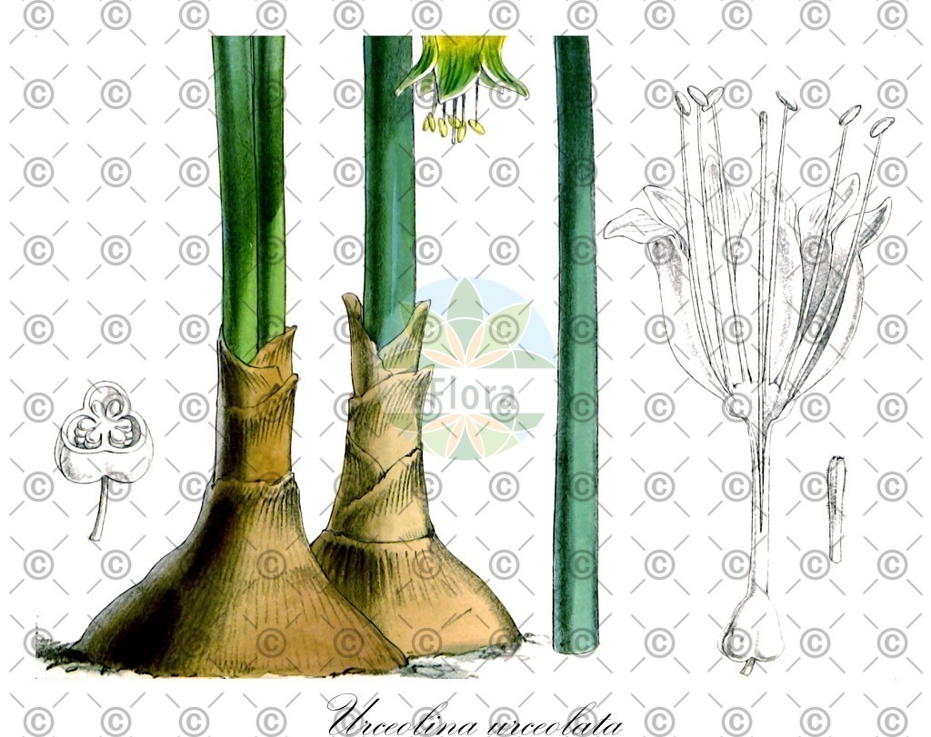 HistAbb_wfo-0000417231_1_ENZY_Simple | Historische Abbildung von Urceolina urceolata - Amaryllidaceae | Historical Illustration of Urceolina urceolata - Amaryllidaceae