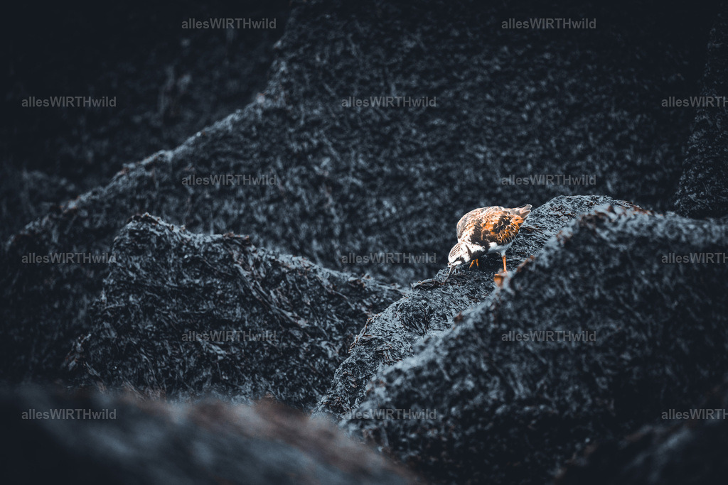 allesWIRTHgut Tierfotografie - www.allesWIRTHwild.de - 7IV07819 | Entdecke die faszinierende Welt der Natur- und Wildlife-Fotografie von Daniel und Bärbel. Inspirierende Bilder von wilden Tieren und kleinen Naturwundern.