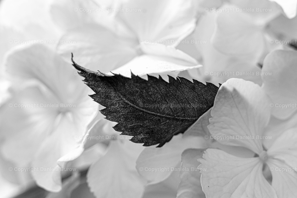 Blatt schwarzweiß 3d | danielaburow - Realisiert mit Pictrs.com