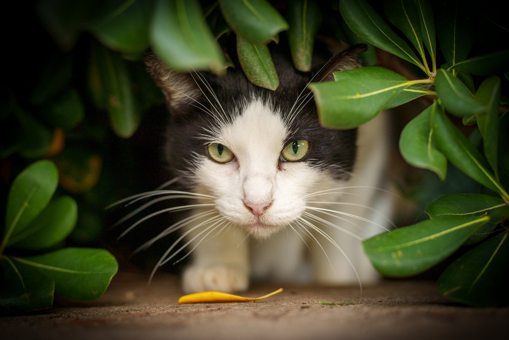 allesWIRTHgut Tierfotografie - 7IV08607 | Professionelle Tierfotografie in Mönchengladbach von Daniel Wirth (allesWIRTHgut). Liebevolle & natürliche Bilder von Hunden & Katzen für unvergessliche Erinnerungen.