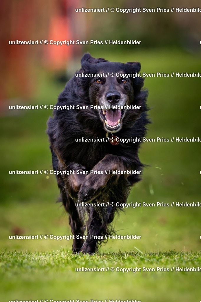 Sven Pries | 2024-09-22 - Hunderennen Baden-BadenPudelverein - Realisiert mit Pictrs.com