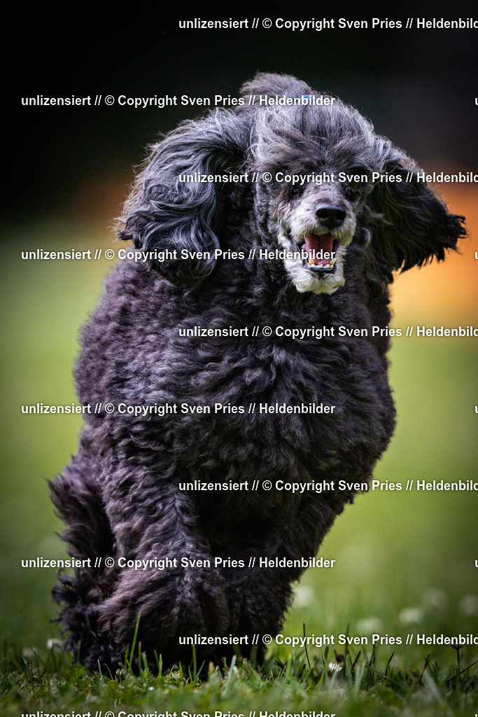 Sven Pries | 2025-05-29 - Pudelrennen KA-Durlach - Realisiert mit Pictrs.com