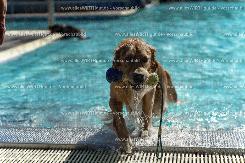 Hundeschwimmen_Volksbad_2026-allesWIRTHgut_Tierfotografie-2609061244-115425-7R500179 | Professionelle Tierfotografie in Mönchengladbach von Daniel Wirth (allesWIRTHgut). Liebevolle & natürliche Bilder von Hunden & Katzen für unvergessliche Erinnerungen.