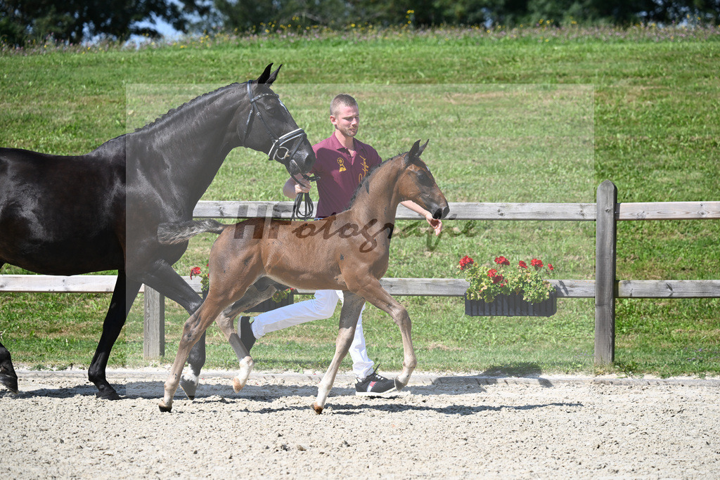 Contendro I x Diamant de Semilly_HF_Halama_29240257 | hf-fotografie - Realisiert mit Pictrs.com
