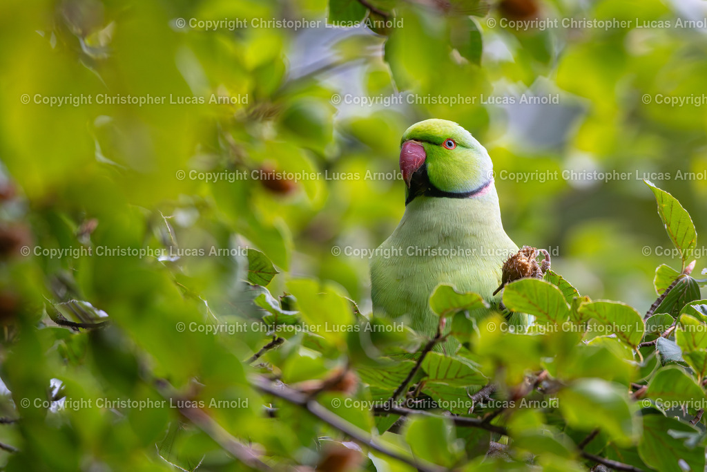 Halsbandsittich | bildkomponist - Realisiert mit Pictrs.com
