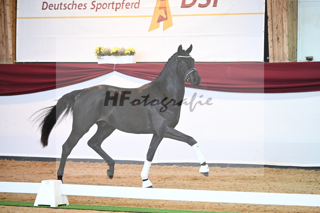Kat-Nr. 6 v. Bohemian_Albert_66221528 | hf-fotografie - Realisiert mit Pictrs.com
