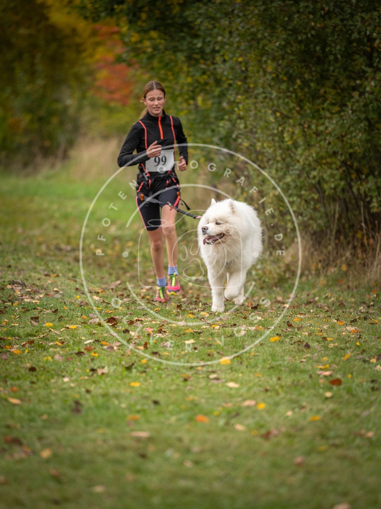 Pfotenfotografie_DV3A3409 | Hundefotografie, Tierfotograf, Pfotenfotografie, Fotoshooting Hund, Hunde Portrait, Hundesport, Hundeportraits, Heideshooting, Hunde, Sportfotograf, Hundefotograf, Turnierhundsport, THS,  - Realisiert mit Pictrs.com