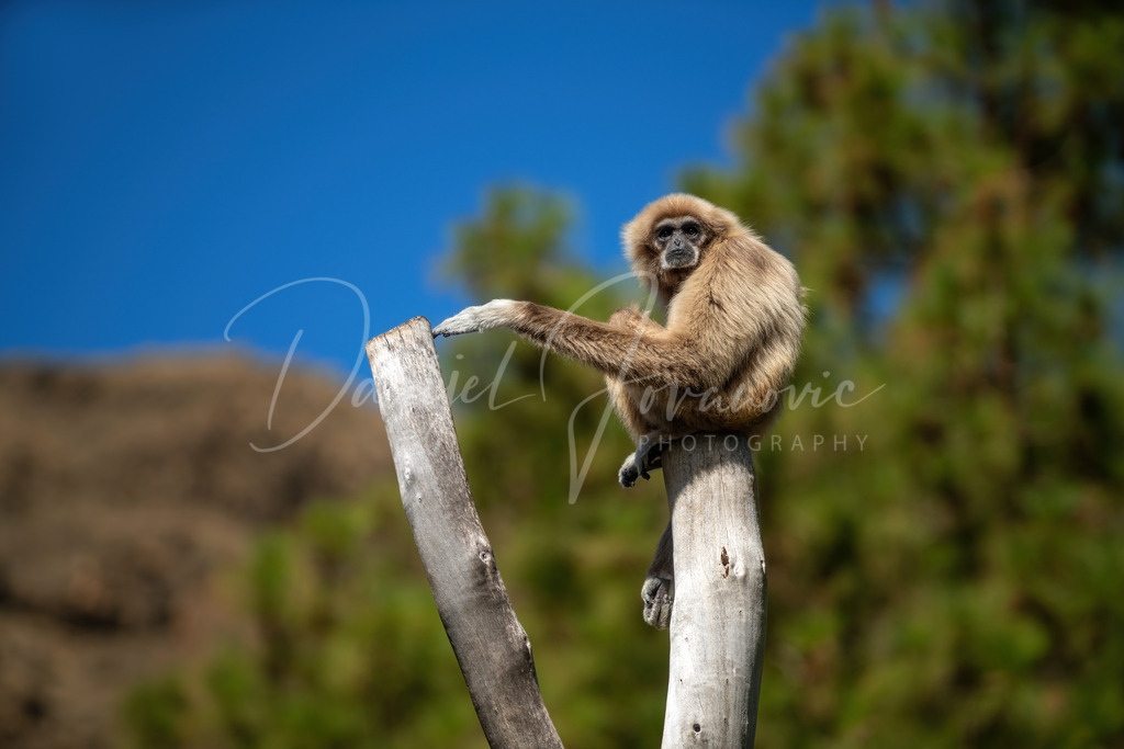Weißhandgibbon | Ein Weißhandgibbon auf Gran Canaria