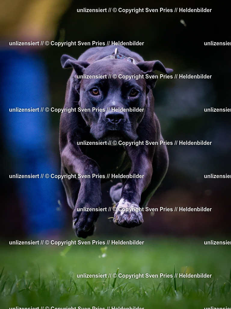 Sven Pries | 2024-10-19 - Hunderennen Ober-Grombach - Realisiert mit Pictrs.com