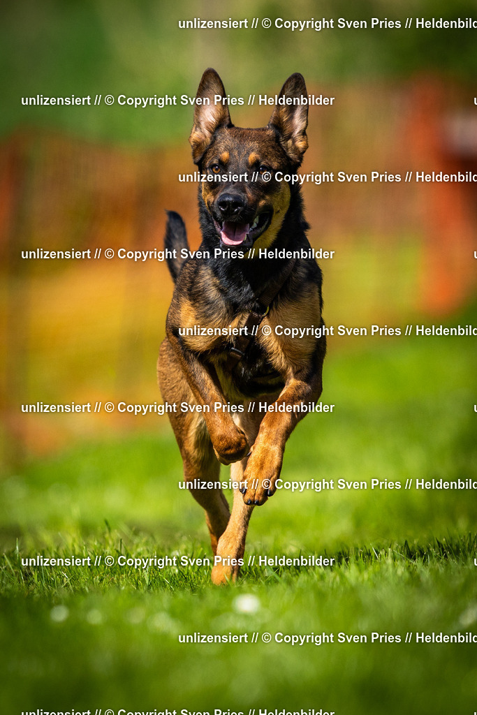 Sven Pries | 2025-04-13 - Hunderennen Baden-Baden - Realisiert mit Pictrs.com