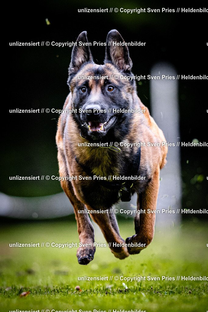 Sven Pries | 2025-10-03 - Hunderennen Obergrombach - Realisiert mit Pictrs.com