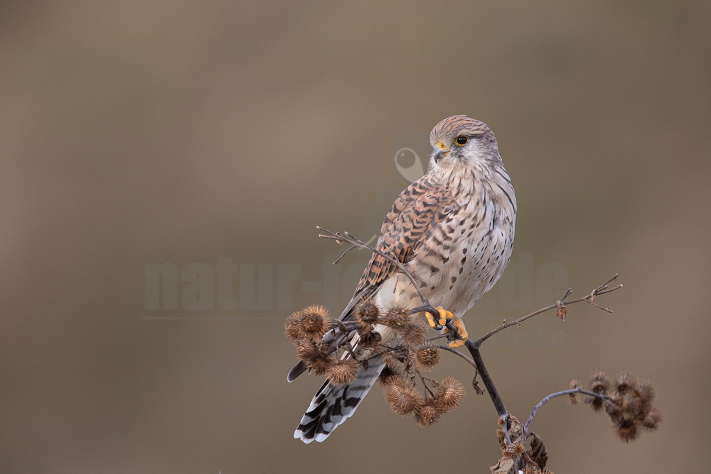20180916183824 | Der Turmfalke ist der am häufigsten vorkommende Falke Mitteleuropas. Der Öffentlichkeit ist er relativ vertraut, da er sich auch Städte und Stadträume als Lebensraum erobert hat und öfter beim „Rüttelflug“ zu beobachten ist - Realisiert mit Pictrs.com