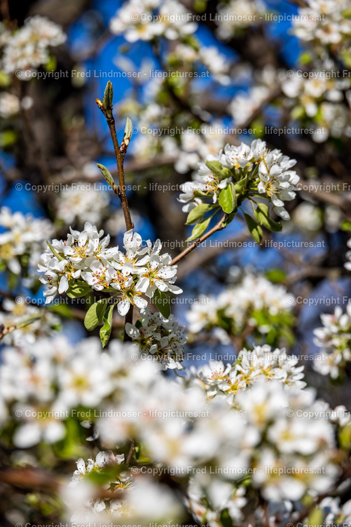 Durnstein Wachau-5777 | Fotos und Fotoprodukte - Realisiert mit Pictrs.com