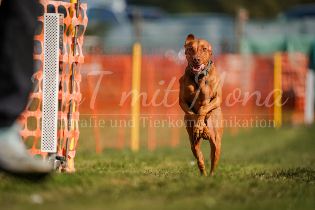 20250928_Hunderennen-166 | MuT (Mensch und Tier) mit Mona - Fotografie und Tierkommunikation - Realisiert mit Pictrs.com