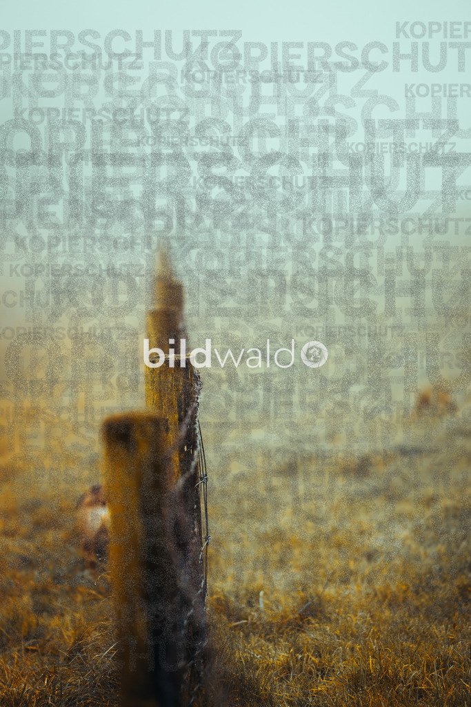 christmas tree elsfleth crazy mad thingy-4127 | BILDWALD - eine Auswahl an Bildern von Thomas Perrotton zum bestellen und genießen. Alle Bilder von Thomas Perrotton - Alle Bilder mit einer SONY Kamera gemacht - SONY TAMRON SIGMA PHOTOSHOP LIGHTROOM BILDWALD Online kaufen Bilderwald Wandbilder - Realisiert mit Pictrs.com