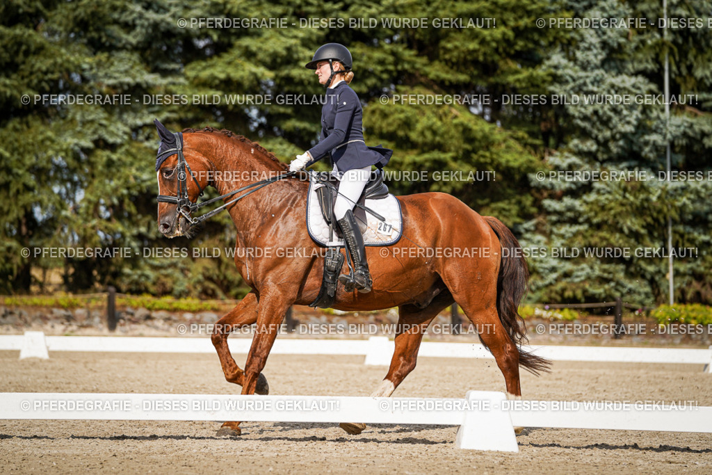 DSC07438 | Pferdegrafie