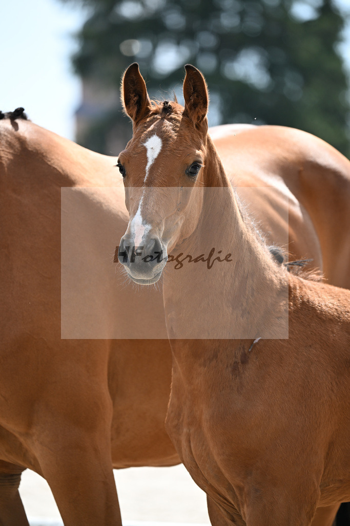 Kat-Nr. 303 Casallco x Lordanos_SF_Schirmer_21250073 | hf-fotografie - Realizzato con Pictrs.com
