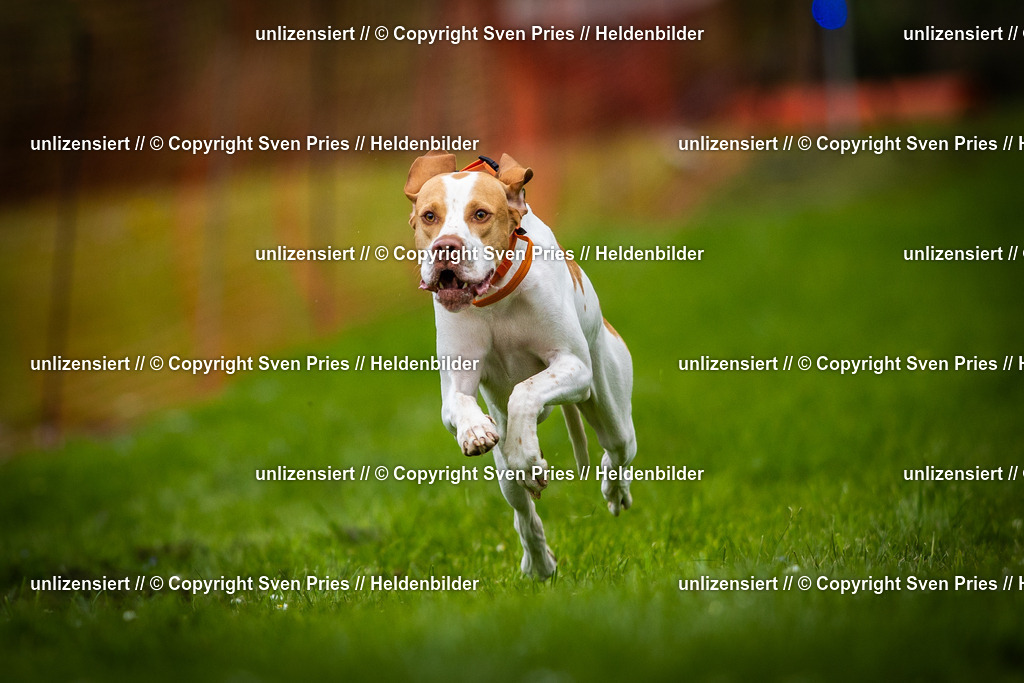 Sven Pries | 2025-04-13 - Hunderennen Baden-Baden - Realisiert mit Pictrs.com