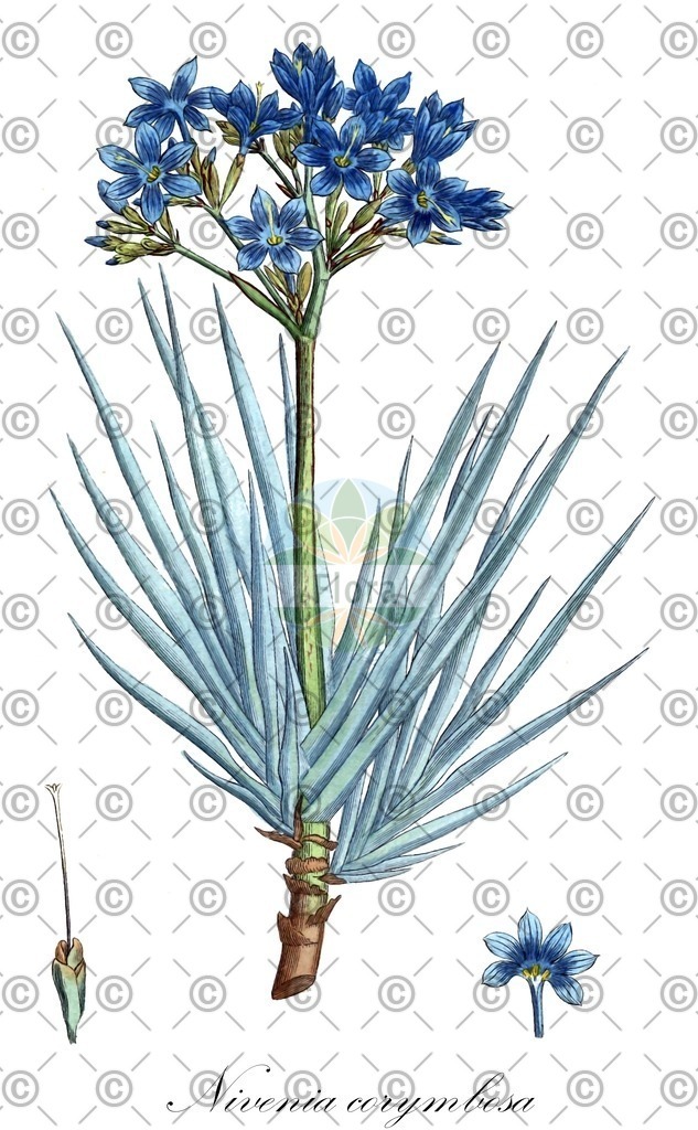 HistAbb_wfo-0000378798_1_ENZY_Simple | Historische Abbildung von Nivenia corymbosa - Iridaceae | Historical Illustration of Nivenia corymbosa - Iridaceae