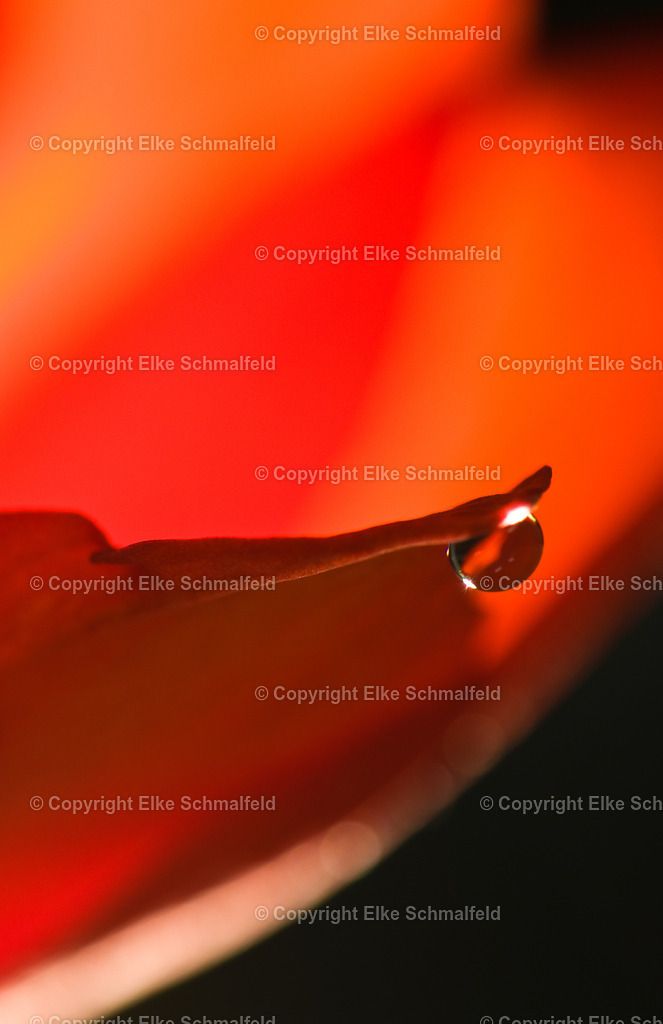 Bluetenreise-Rot-18 | Elke Schmalfeld - Realisiert mit Pictrs.com