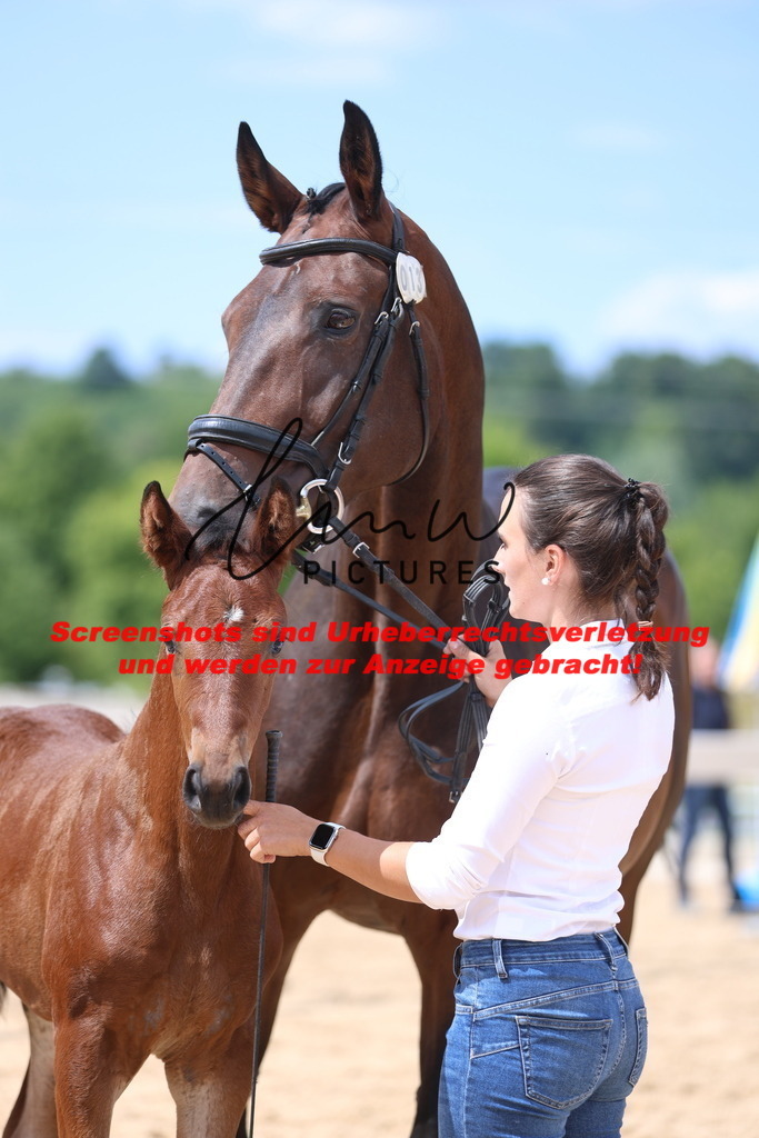 Fohlenschau_Schwäbisch_Hall_dressurbetonte_Fohlen_KN 13_9 | lmwpictures - Realisiert mit Pictrs.com