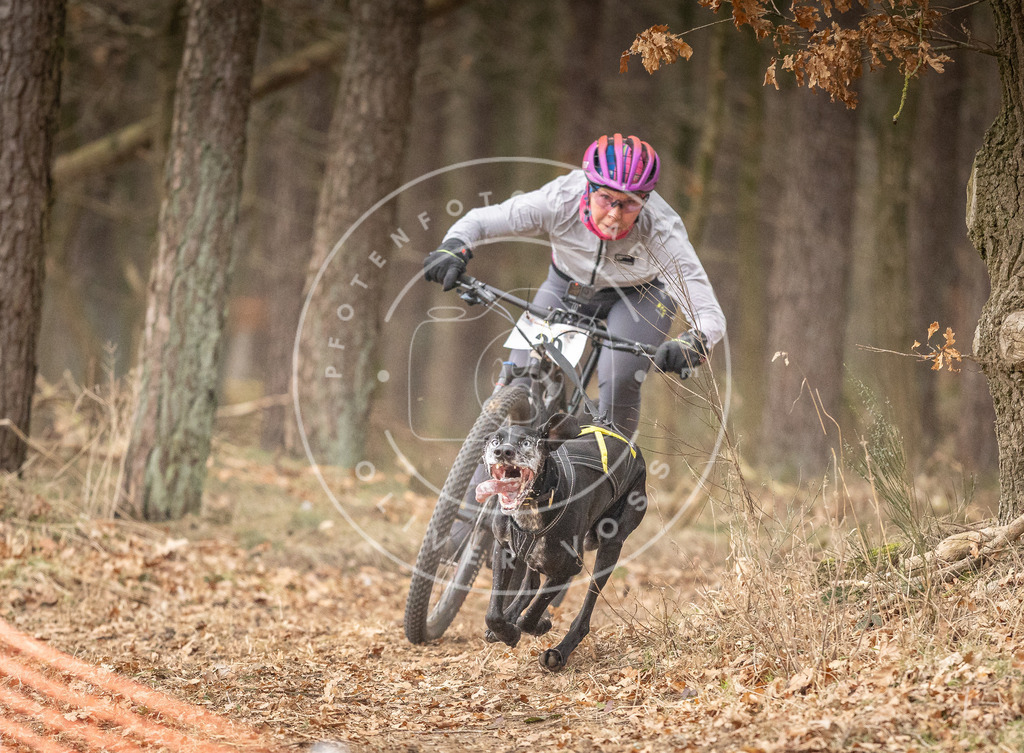 Pfotenfotografie_DV3A2531 | Hundefotografie, Tierfotograf, Pfotenfotografie, Fotoshooting Hund, Hunde Portrait, Hundesport, Hundeportraits, Heideshooting, Hunde, Sportfotograf, Hundefotograf, Turnierhundsport, THS,  - Realisiert mit Pictrs.com