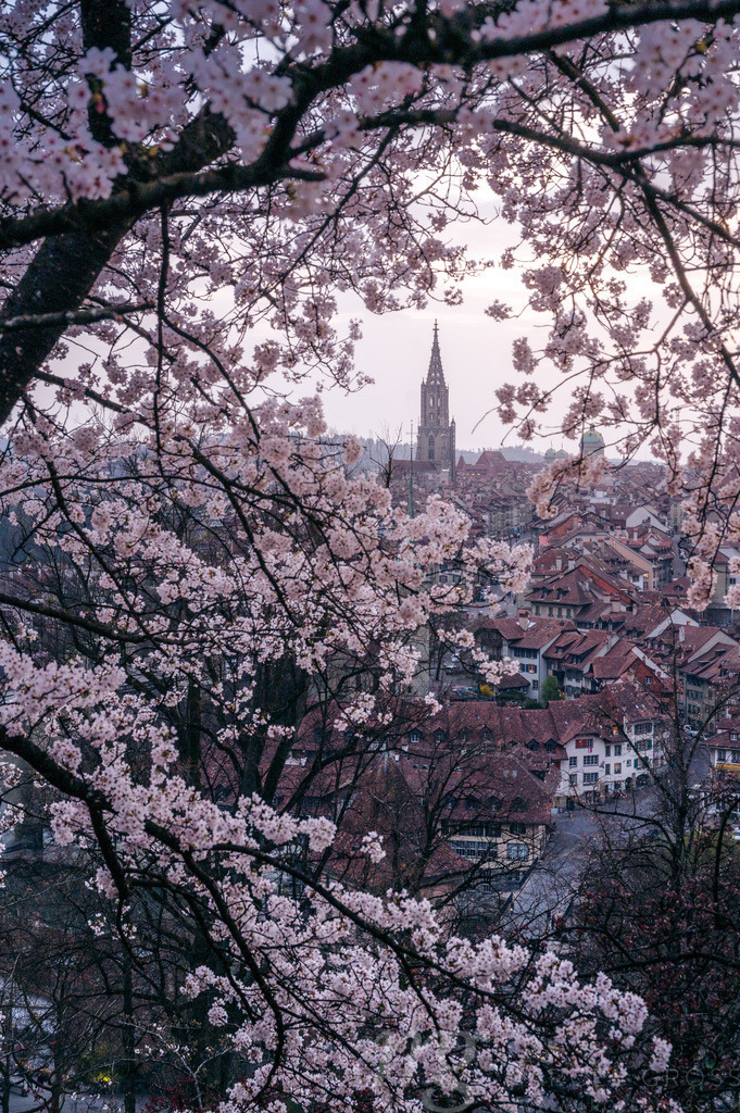 historic clocktower of Berner Münster during scenic cherry blossom in Rosengarten | Die ideale Geschenkidee für Naturliebhaber. Naturbilder von Marcel Gross Photography für ihr Zuhause in den verschiedensten Formaten und Materialien. - Realisiert mit Pictrs.com