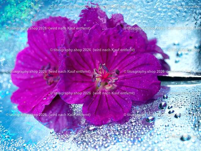 titusgraphy_P6280459-vz-ln | titusgraphy-shop: Geschenkideen mit Qualitätsfotos. titusgraphy-shop: gift ideas with quality photos. titusgraphy-shop: idées cadeaux avec photos de qualité.  - Realisiert mit Pictrs.com