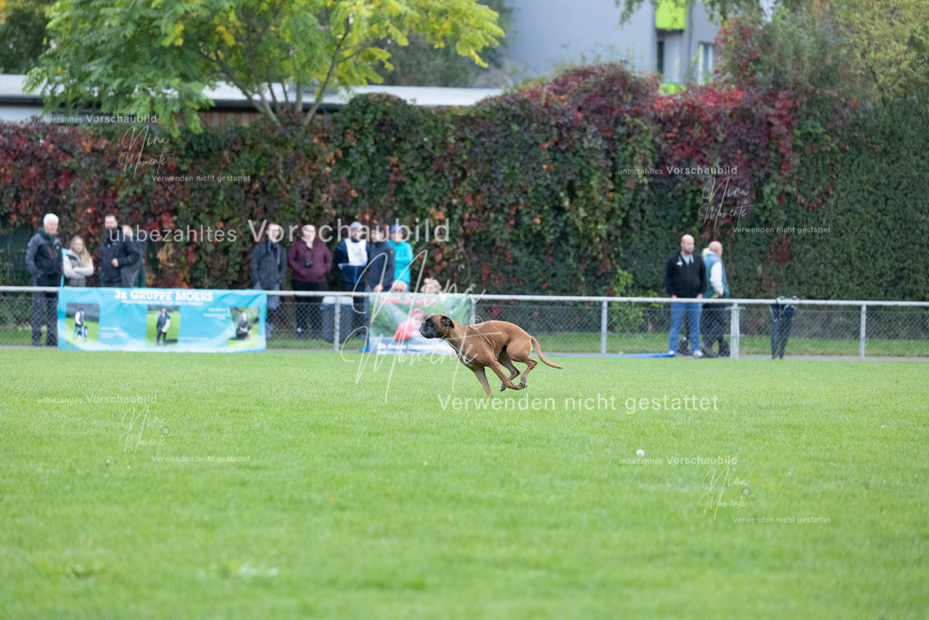 _16A4776 | Einzigartige Fotos von Hunden & Menschen –Actionfotos, Portraits, Vereinsaufnahmen & Paarshootings – authentisch, lebendig & mit Herz.