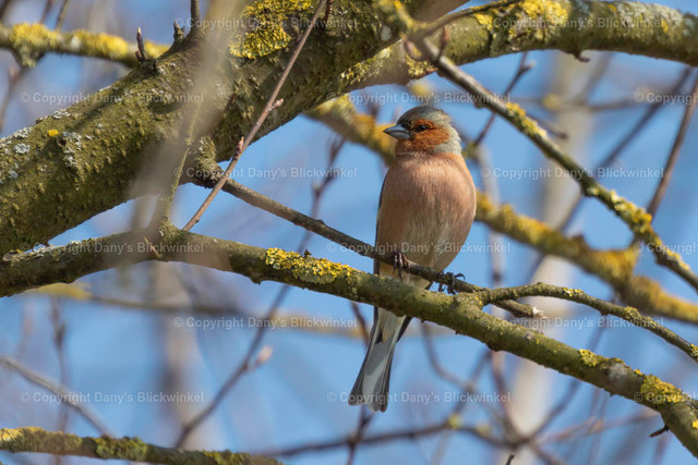 201893 | Tierfotografie, Tierkalender, Tierbilder, Insekten, Spinnen, Vögel, Schmetterling, Libellen, Leinwand, Colorkey, Qualität, Geschenkartikel, Geschenk - Realisiert mit Pictrs.com