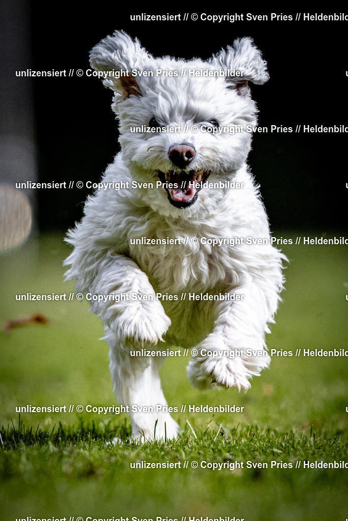 Sven Pries | 2025-10-03 - Hunderennen Obergrombach - Realisiert mit Pictrs.com