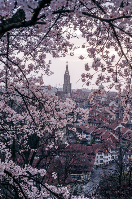 historic clocktower of Berner Münster during scenic cherry blossom in Rosengarten | Die ideale Geschenkidee für Naturliebhaber. Naturbilder von Marcel Gross Photography für ihr Zuhause in den verschiedensten Formaten und Materialien. - Realizado com Pictrs.com