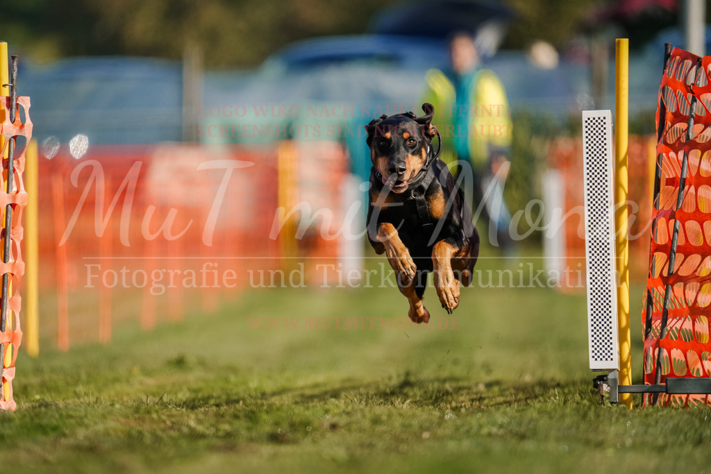 20250928_Hunderennen-45 | MuT (Mensch und Tier) mit Mona - Fotografie und Tierkommunikation - Realisiert mit Pictrs.com