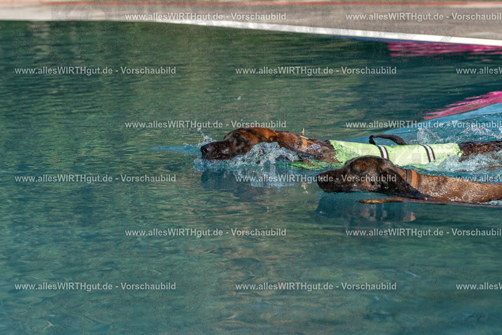 Hundeschwimmen_Volksbad_2026-allesWIRTHgut_Tierfotografie-2609061607-FAY07372 | Professionelle Tierfotografie in Mönchengladbach von Daniel Wirth (allesWIRTHgut). Liebevolle & natürliche Bilder von Hunden & Katzen für unvergessliche Erinnerungen.