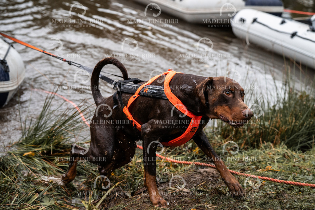 madeleinebirr-fotografie2025.campcanis.Startbis9Uhr-101 | hundefotografie-birr