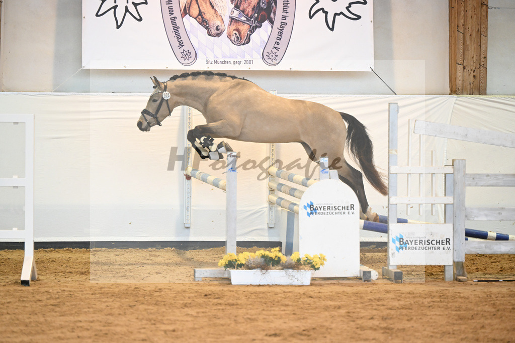 Kat-Nr. 25 Anmaris Nottingham_Wolff_2230508 | hf-fotografie - Realisiert mit Pictrs.com