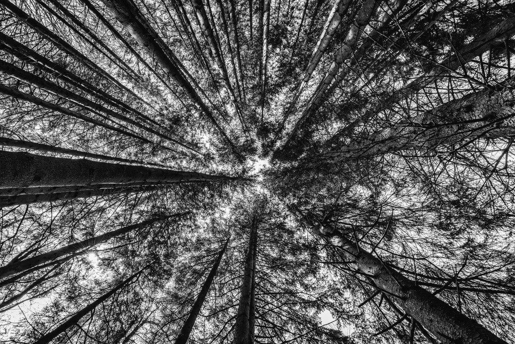 Look up | Eine Aufnahme vom Waldboden in den Himmel.