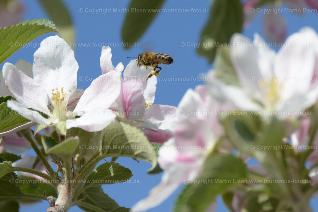 Altes Land_ELS_2866a | Fotos aus den Touristenorten aus Norddeutschland. - Realisiert mit Pictrs.com