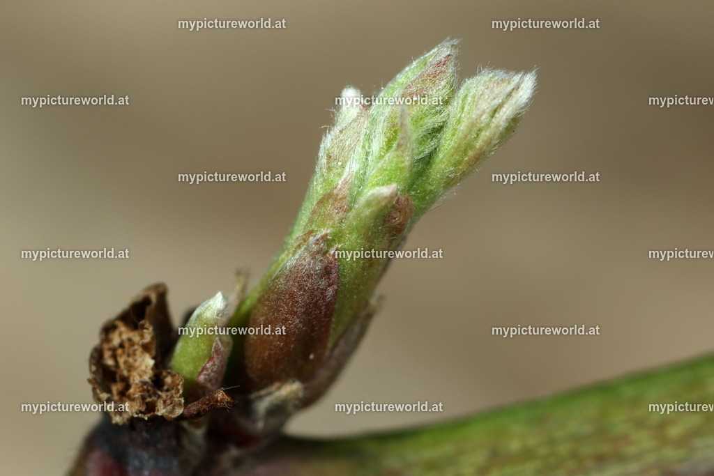 Brombeere-008 | Das Bilderarchiv über Tiere, Planzen und Landschaften. In der Bilddatenbank finden Sie ein große Auswahl an hochwertigen Bilder für Ihre Werbung - Realisiert mit Pictrs.com