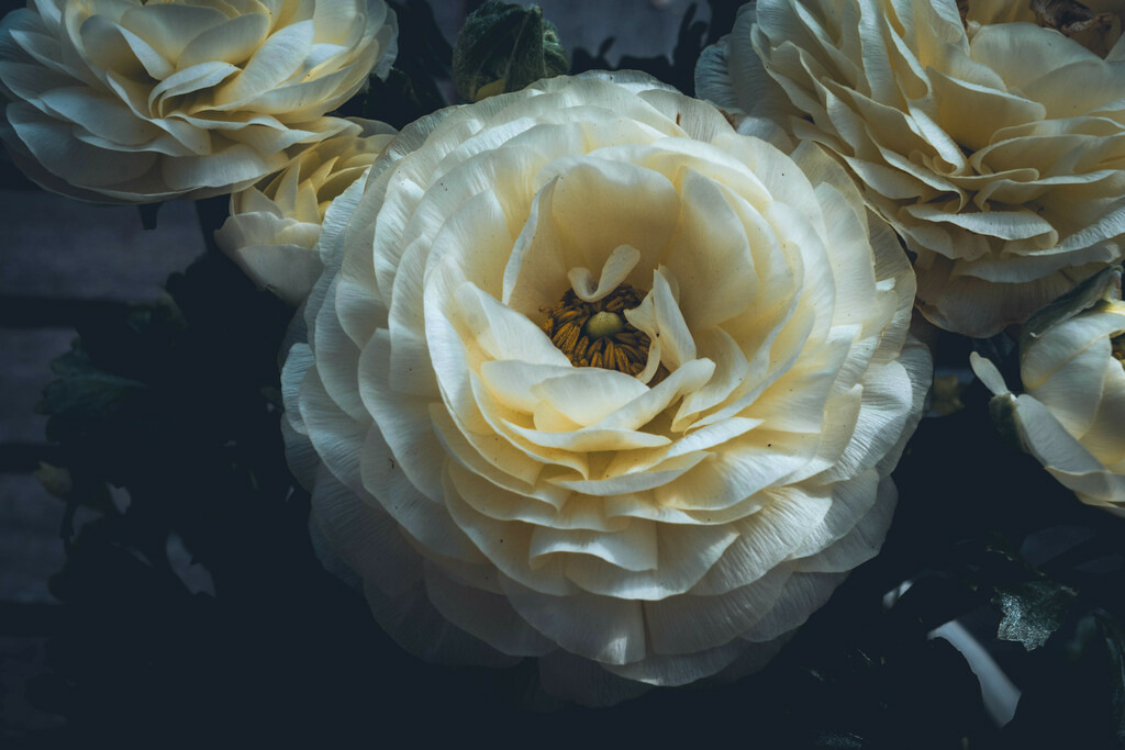 Hahnenfuß gelb-weiß | Hahnenfuß gelb-weiß - Realisiert mit Pictrs.com