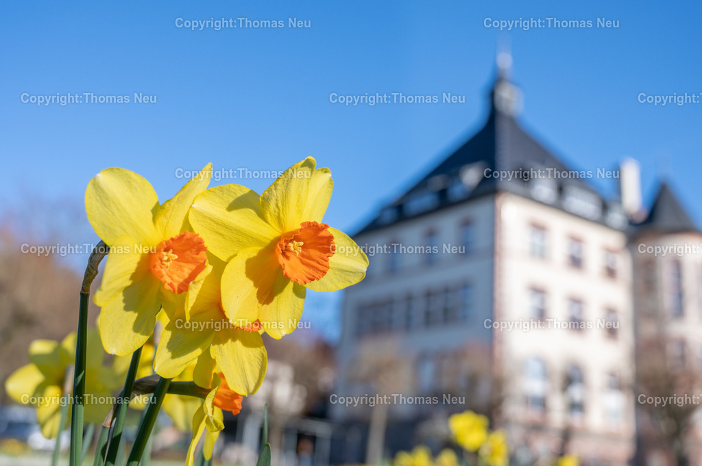 DSC_2277 | Bensheim, das Rathaus mit Frühlingsblumen im Vordergrund, Wikipedia:Der Gebäudekomplex des ehemaligen Bischöflichen Konvikts befindet sich nördlich vom Stadtzentrum an der Kreuzung Kirchbergstraße und Wilhelmstraße. Der Massivbau wurde 1899/1900 errichtet. Die Pläne dazu kamen von dem Mainzer Dombaumeister Ludwig Becker. Zuvor befand sich das Konvikt in der Darmstädter Straße 56.[3]

Erst zehn Jahre nach der Fertigstellung wurde das Gebäude verputzt und die Innenräume ausgeschmückt. Die Ursache für die späte Fertigstellung waren die hohen Baukosten. Auf Druck des Nationalsozialisten wurde das Konvikt 1939 geschlossen und zum Lazarett umfunktioniert. Nach Ende des Zweiten Weltkriegs wurde es bis 1949 als Unterkunft für Displaced Persons genutzt. Anschließend wurde das Schülerheim St. Bonifatius im ehemaligen Bischöflichen Konvikt untergebracht. Es wurde 1981 aus Kostengründen vom Ordinariat geschlossen. Die Stadt Bensheim erwarb den Gebäudekomplex und führte umfangreiche Umbauten im Inneren durch, damit der größte Teil der Verwaltung der Stadt aus dem Rodensteiner Hof in das neue Rathaus ziehen konnte. Die ehemalige Kapelle wird jetzt als Sitzungssaal genutzt.[3],, Bild: Thomas Neu